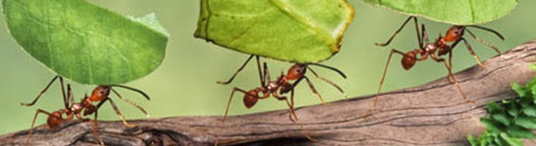 Como eliminar formigas  24 HORAS